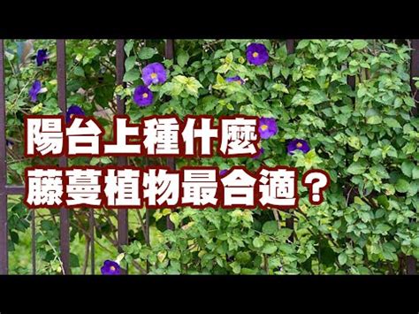 藤蔓植物爬藤類植物圖鑑|藤本植物:簡介,品種分類,形態特徵,物種分布,生長習性,。